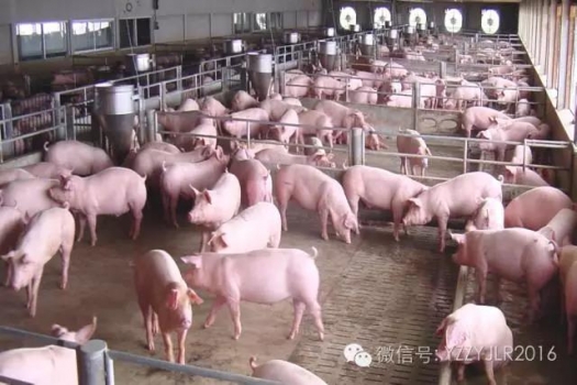 技術(shù)控 | 后備母豬誘情管理十二點(diǎn)