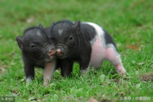 保育豬只分群和飼養(yǎng)的秘訣