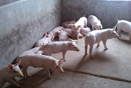 提高新生仔豬成活率的關(guān)鍵6步