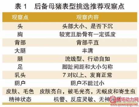 后備母豬的引種、馴化、飼養、營養