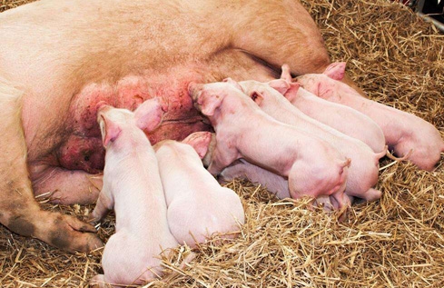 母豬增加1個有效乳頭，仔豬成活率提高3個點