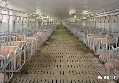 春季如何做好豬只飼養，加快長勢？