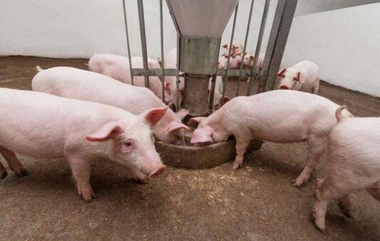 微話豬事丨斷奶仔豬是否留欄？需不需控料？