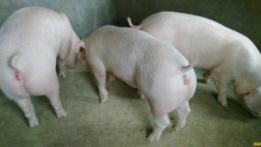 母豬為什么會返情