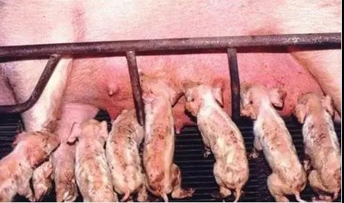 淺談如何通過PH值鑒別哺乳仔豬腹瀉類型