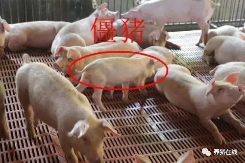 如何使僵豬快速催肥