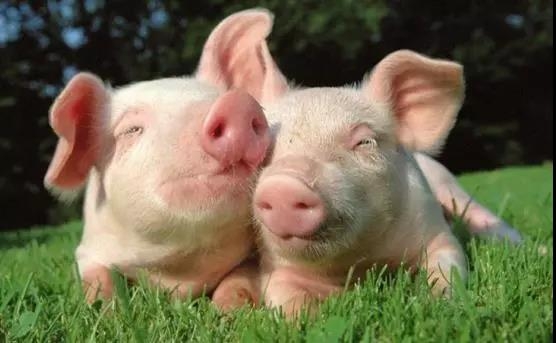 降本增效丨5大關鍵點教你如何有效提升豬場PSY！