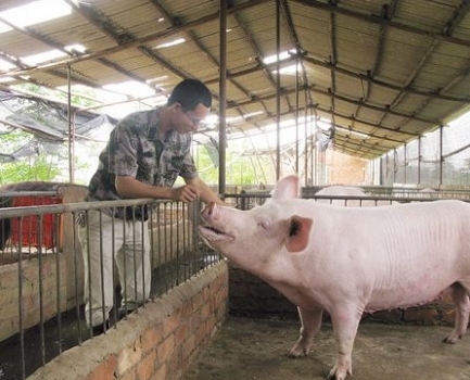 壓欄豬推遲豬價回漲，18年走勢要這樣來？
