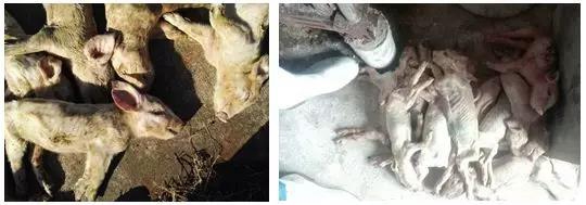 適量添加有機鉻，每頭母豬多斷奶0.88頭仔豬