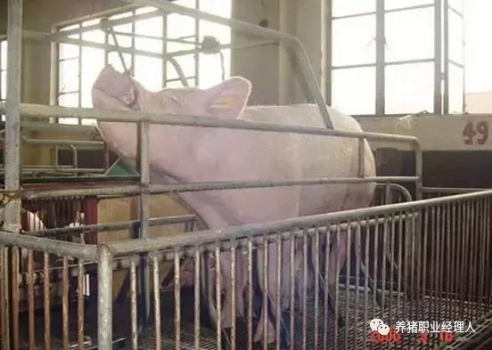 技術(shù)控 | 豬前腔靜脈采血規(guī)范及注意事項