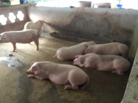 各種豬病的前兆，養(yǎng)豬人必看！