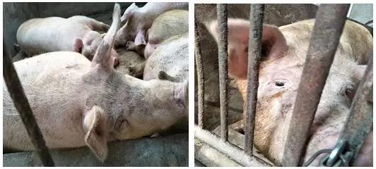 應(yīng)用試驗丨第1例臍帶血中檢測霉菌毒素含量試驗