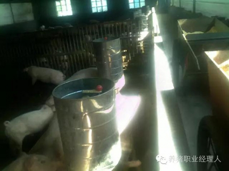 必修課 | 幫助掉隊豬趕上大群的五個步驟