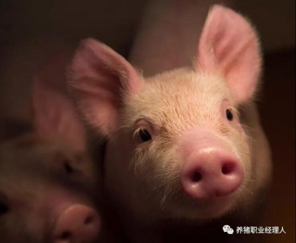 技術控 | 仔豬母源抗體的衰減規律及免疫日齡