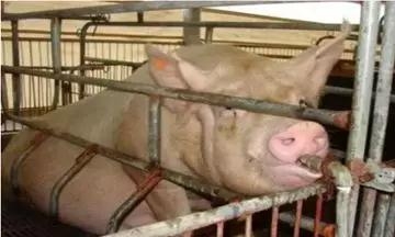 高溫季節，你的母豬為何不愿意喝水？