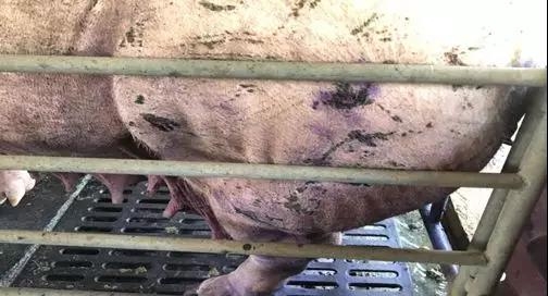 斷奶后母豬同欄打架會不會有影響？