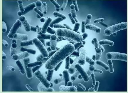 1招，提升斷奶仔豬的生產性能，降低料肉比