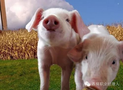 技術控|產房或者保育仔豬腹股溝淋巴結發紫是什么原因?