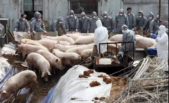 非洲豬瘟猝不及防，我們不能放松警惕