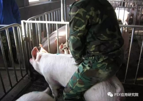 夏季母豬高返情率發(fā)生的八大原因