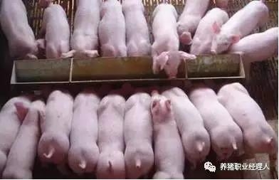 技術(shù)控 | 保育舍飼養(yǎng)管理操作規(guī)范