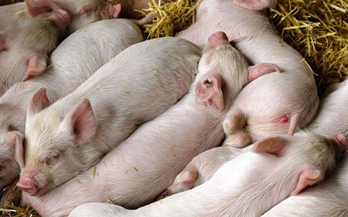 豬常見疾病對應(yīng)病料采集部位及其保存方法！