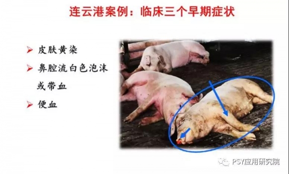 非洲豬瘟臨床癥狀，有臨床癥狀和解剖圖片，快看