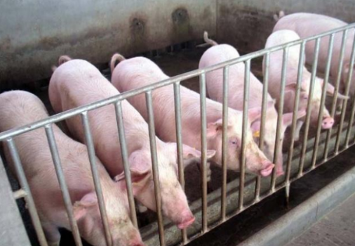 豬價春節前上漲還有機會，1月份關鍵點專家：出欄或許是機會