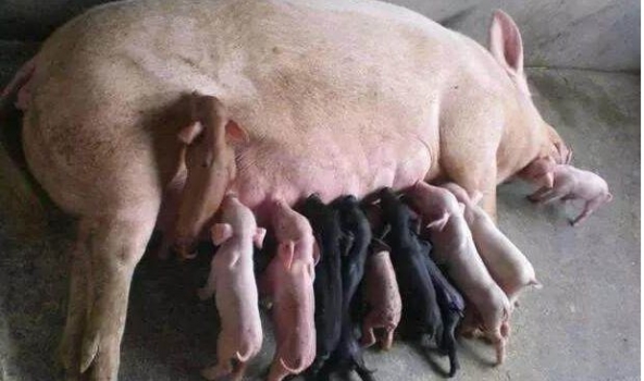 母豬產(chǎn)后不食原因分析與綜合防治（上）