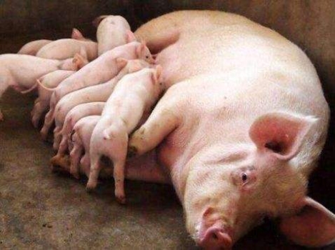 母豬產(chǎn)后不食原因分析與綜合防治（下）