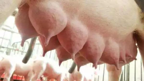 如何提高母豬配種率和產(chǎn)子率？細(xì)節(jié)操作很詳細(xì)！