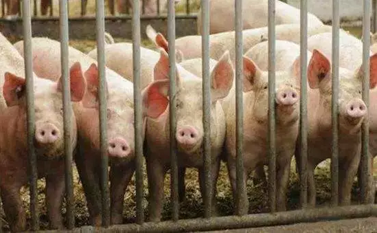 直擊非洲豬瘟陰影下，產能清退有多猛？ “金豬”拐點將提前殺到