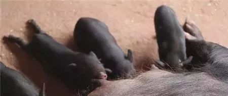 母豬孕期管理之“六不過”原則！