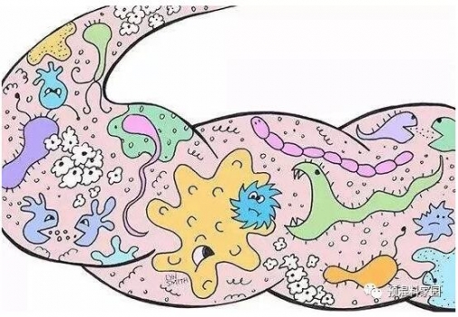 母乳對子代腸道微生物的影響