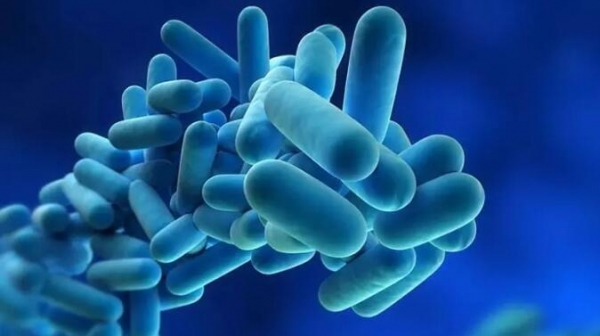 復合益生菌發酵液對哺乳母豬生產性能、血清生化及免疫指標的影響