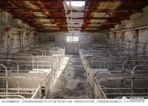 生豬存欄創1992年以來最低水平 豬價步入持續上漲通道