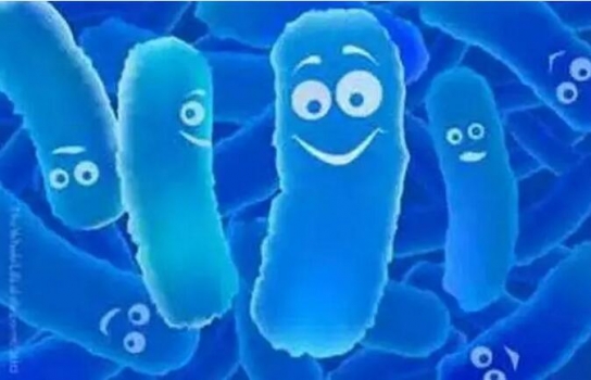 益生菌對哺乳仔豬生產性能及胃腸道生理狀態的影響