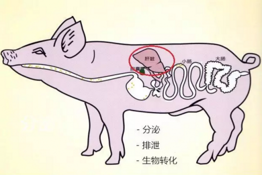 解救母豬肝臟的“挺好”營養方案