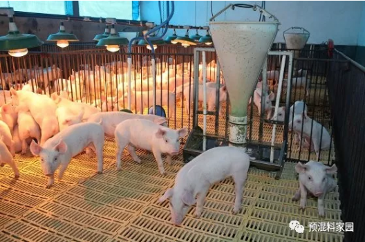 哺乳母豬采食量的重要性