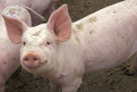 5月能繁母豬、生豬存欄加速下降，下半年豬價高點或再抬升