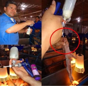 初乳管理-生產出更多更好的仔豬