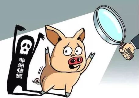 為什么非洲豬瘟在中國傳播得更快？養豬人到底如何應對？