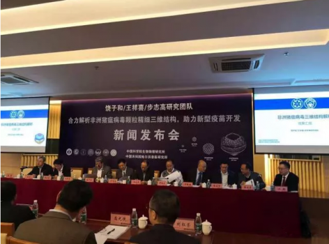 好消息：中國科學(xué)家首次“看清”非洲豬瘟病毒