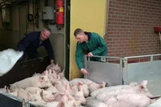 非瘟?xí)r代，多周批生產(chǎn)應(yīng)該成為豬場必然的選擇