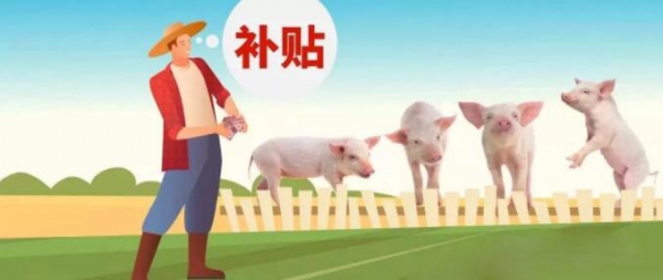 2020養豬補貼新政：養50頭豬國家就有補貼