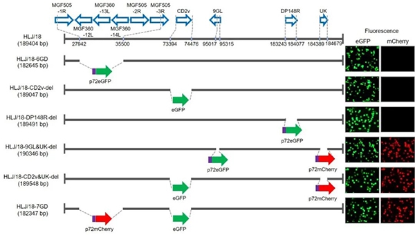 哈獸研非洲豬瘟疫苗創(chuàng)制成功，具備大規(guī)模生產(chǎn)條件