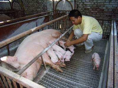 母豬“分娩與接生”，新老養(yǎng)豬人的同一困惑丨細節(jié)7要點