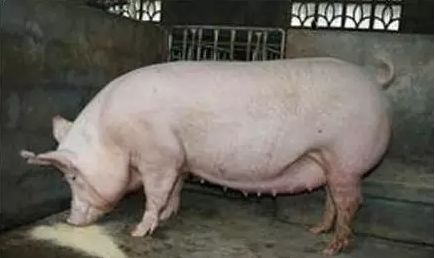 妊娠母豬的保胎技術(shù)要點，這些細節(jié)都要注意