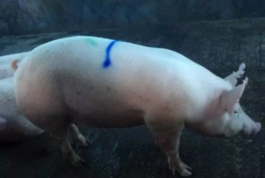 母豬頭胎繁殖成績定終生，如何培育高性能后備母豬？