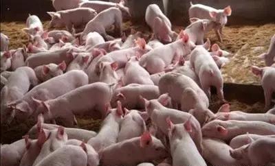 北美年出欄近20萬頭的繁殖場簡明生產(chǎn)流程